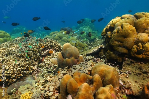 Colorful tropical underwater coral reef with variety of swimming fish. Coral reef seascape with marine life. Scuba diving in the tropical ocean, fish and corals. Travel picture, life in the sea. photo