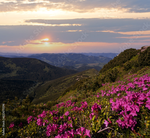 Pink rose rhododendron flowers on summer mountain slope