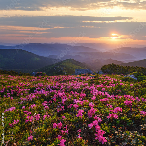 Rhododendron flowers on early morning summer misty mountain top © wildman