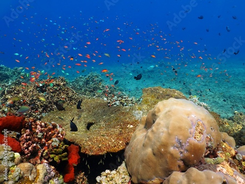 Colorful tropical reef with swimming fish. Corals, blue water and fish. Tropical reef seascape with marine life. Scuba diving on the reef, travel picture. Aquatic wildlife.