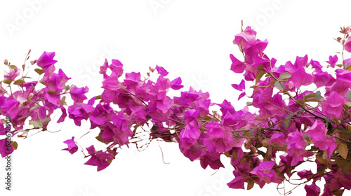 Purple Bougainvillea tropical flower bush climbing vine landscape garden plant growing in wild with fresh and some dried flower petals
