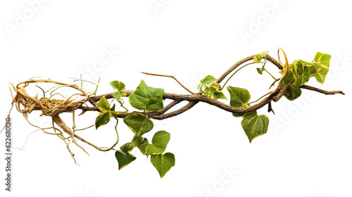 Twisted jungle vines, tropical rainforest liana plant , messy dried vines of cowslip creeper (Telosma cordata) medicinal plant