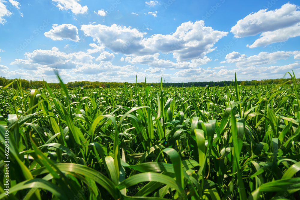Naklejka premium young green wheat sprouts agricultural field, bright spring landscape on a sunny day, blue sky as background
