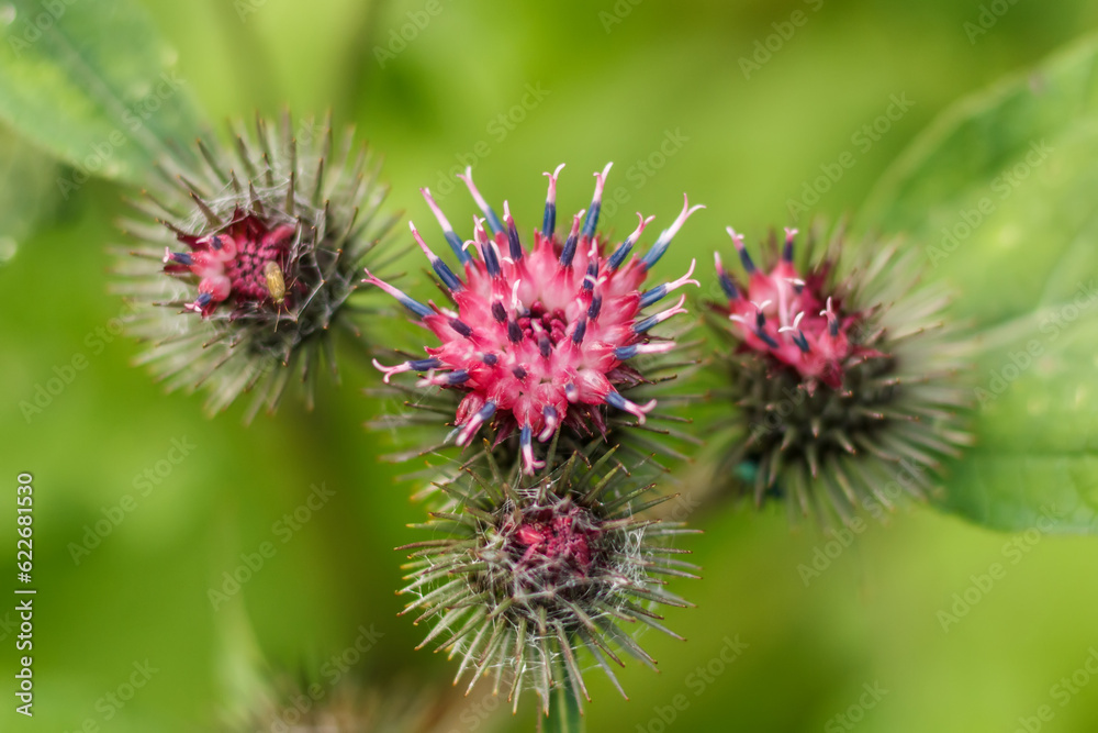 Blooming repeake on a blurred green background Blooming repeake on a blurred green background