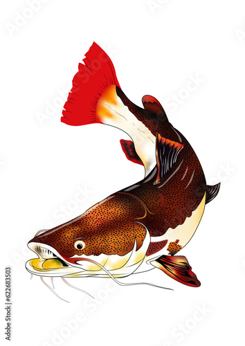 catfish, pirarara, red and yellow fish peixe photo