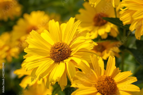 Selective focus / shallow depth of field closeup of sunflowers in bloom.