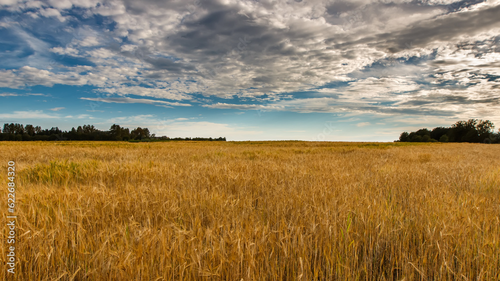 A field of golden rye under a blue sky with clouds