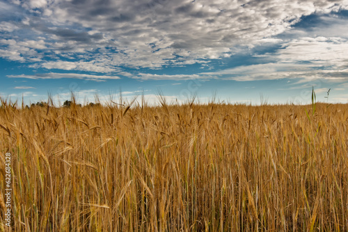 A field of golden rye under a blue sky with clouds