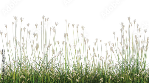 3d rendering of Cyperus rotundus