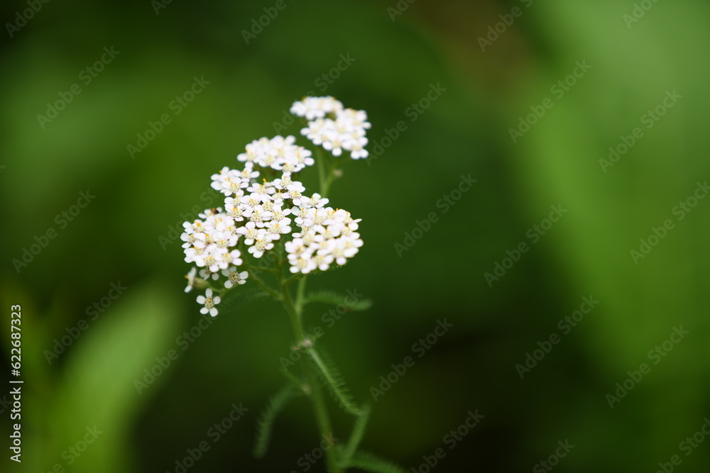 forget me not