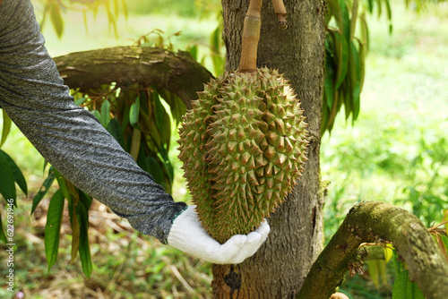 Durian farmers inspect durian fruit quality on the tree before cutting and selling. It is a fruit with a unique smell, large size and hard thorns, yellow flesh inside, sweet and oily taste.