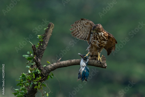 A crested goshawk attacking collared kingfisher mid-air, natural bokeh background 