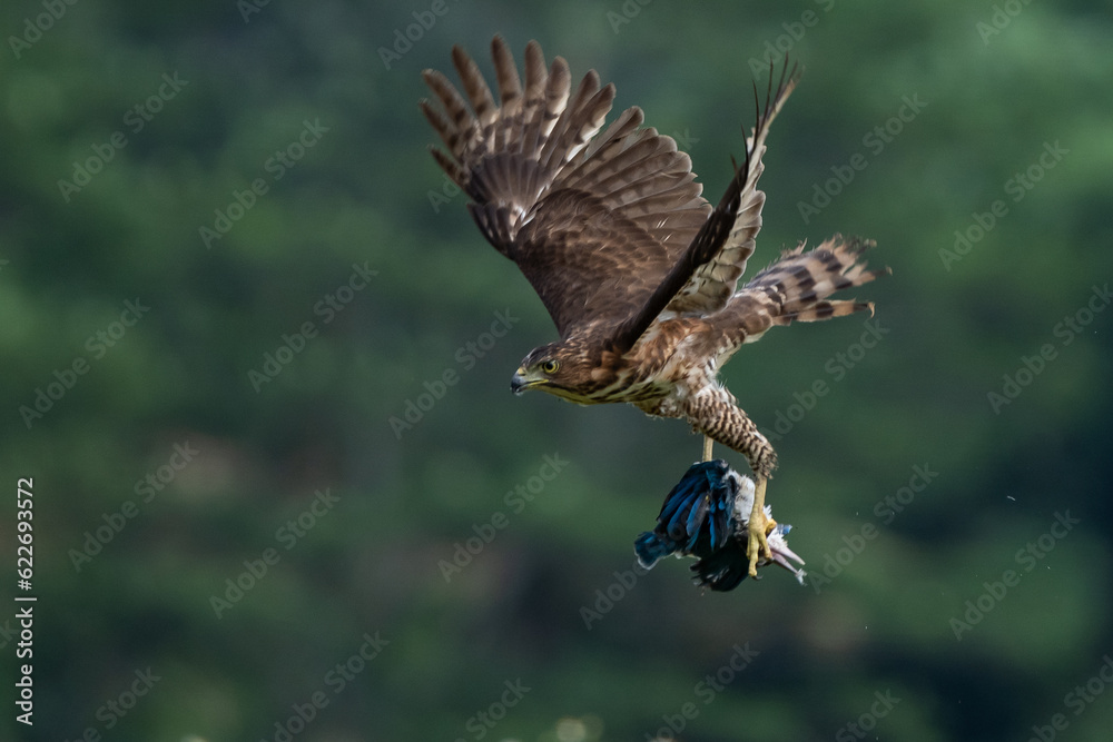 Fototapeta premium A crested goshawk attacking collared kingfisher mid-air, natural bokeh background 