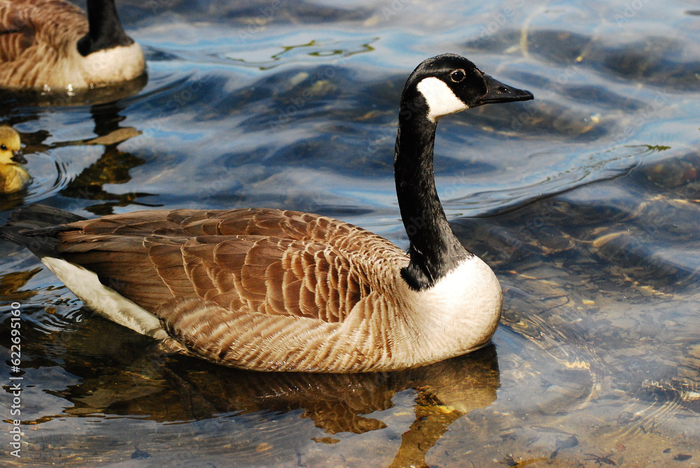 Fototapeta premium Closeup of a beautiful goose swimming in peaceful waters in the Six Lakes Plateau in Germany
