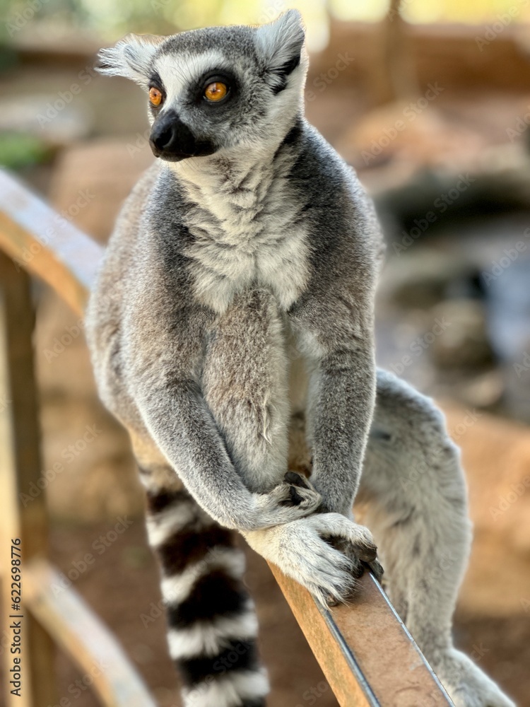 Naklejka premium ring lemur