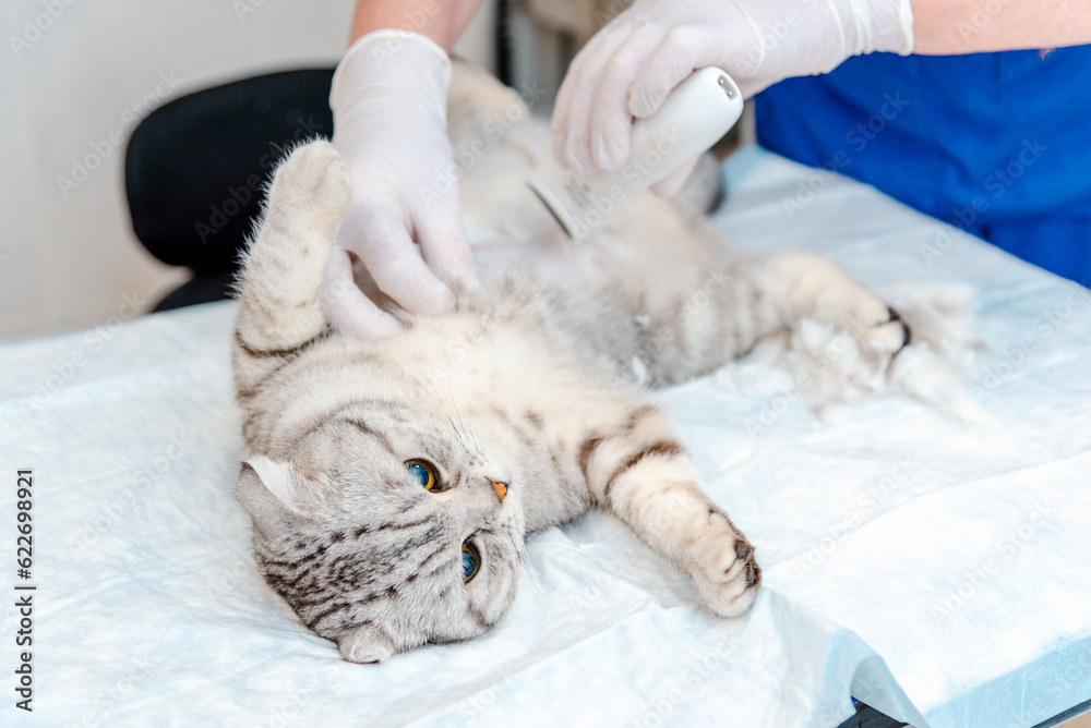 A veterinarian's hand shaves a cat's belly at veterinary clinic, the