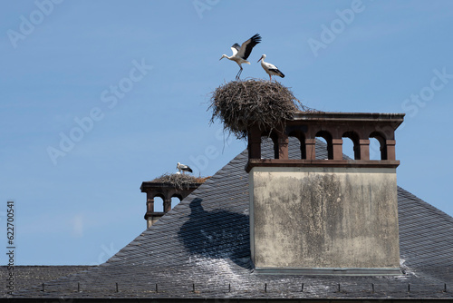 Strasbourg, France - 06 26 2023: Orangerie Park:  View of a a nest with young storks on the roof above The Josephine pavilion . photo