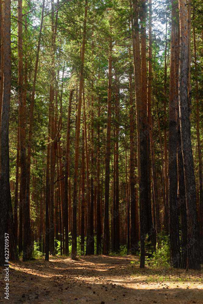 Fototapeta premium Forest path through fir trees. Mighty pine, spruce trees, moss, plants. Soft golden sunset light. Idyllic autumn scene. Nature, seasons, environment, ecotourism