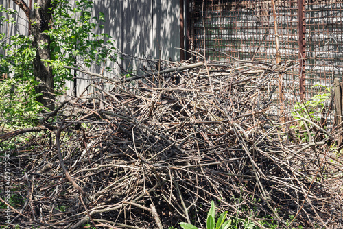 Stack of dry brushwood. Dry branches cut from a tree.