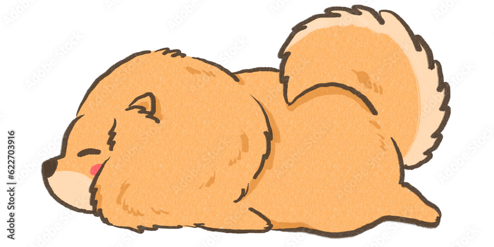 pomeranian sleep pomeranian sleep