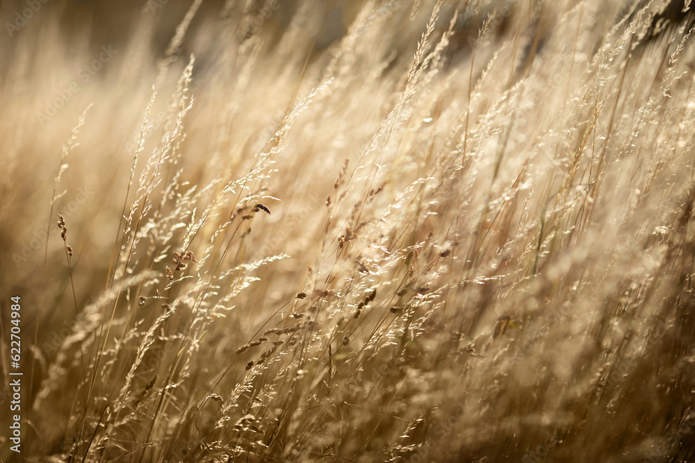 Obraz premium Gräser im goldenen Licht.