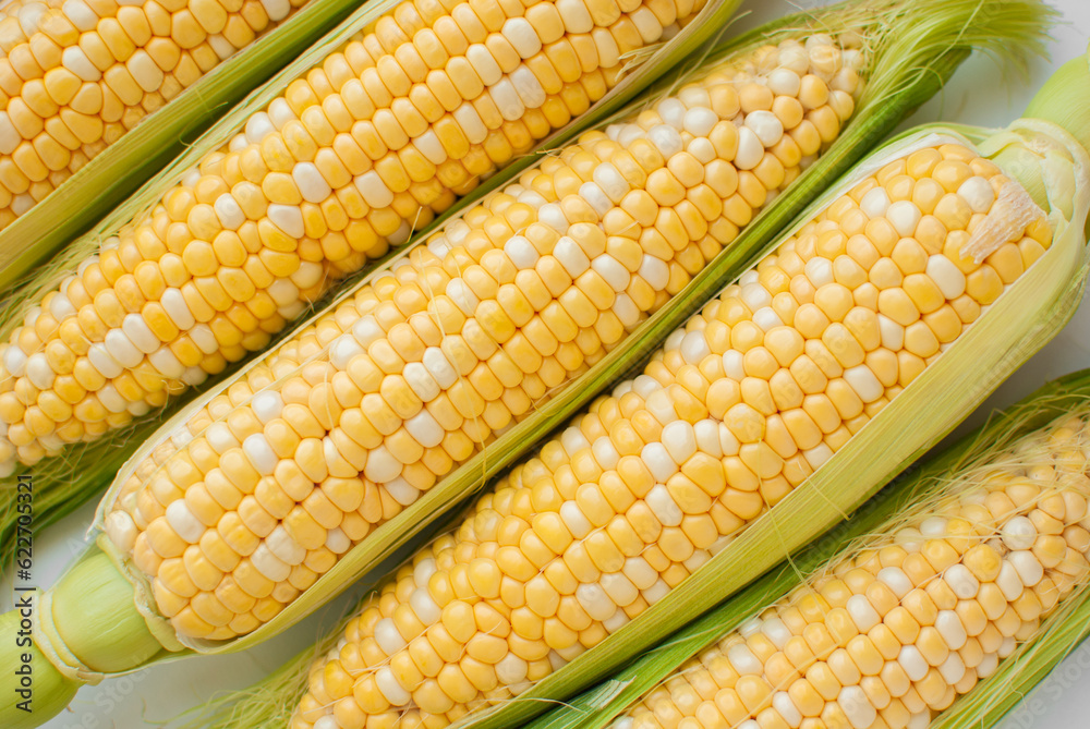 Corn from the fields, summer harvest. Photo for packaging design. Restaurant menu, shop sign, place of sale of corn. Vegetable market. Corn from the fields, summer harvest. Photo for packaging design. Restaurant menu, shop sign, place of sale of corn. Vegetable market.