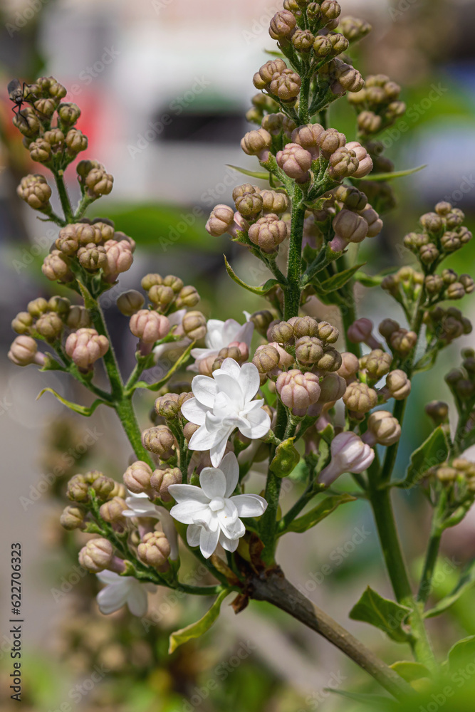 Fototapeta premium Blooming lilac grow in the garden. Spring gardening, outdoor concept background, floral style