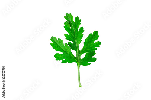 Parsley leaf isolated on white background.