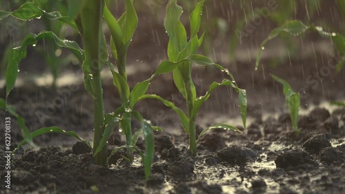 Fényképezés irrigation of green corn sprouts