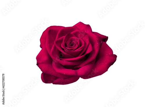 Red rose flower isolated transparent png. Nature object for design to Valentines Day, mothers day, anniversary