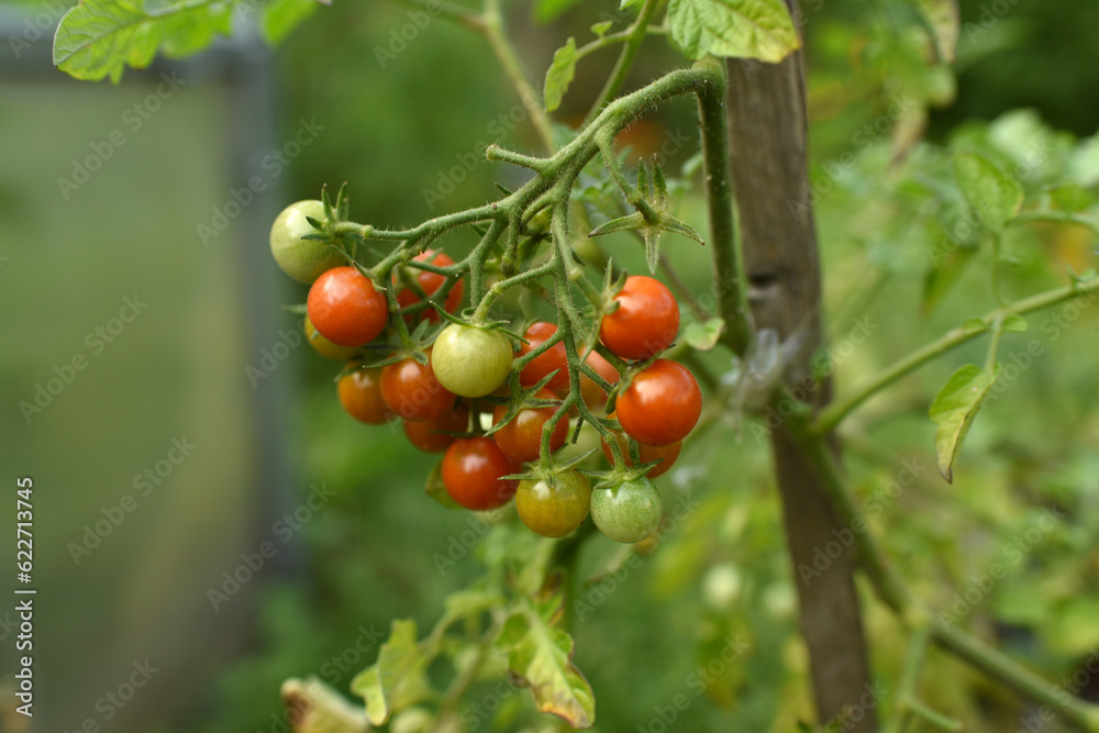 tomatoes in the garden