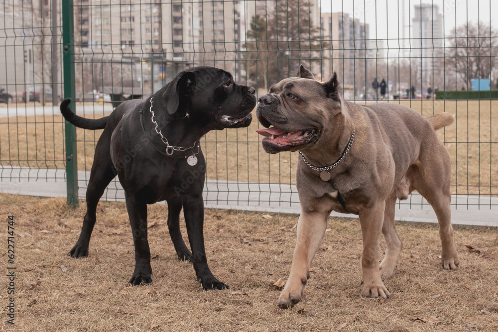 frame in motion. Two Cane Corsos are playing outdoors. Large dog breeds. Italian dog Cane Corso