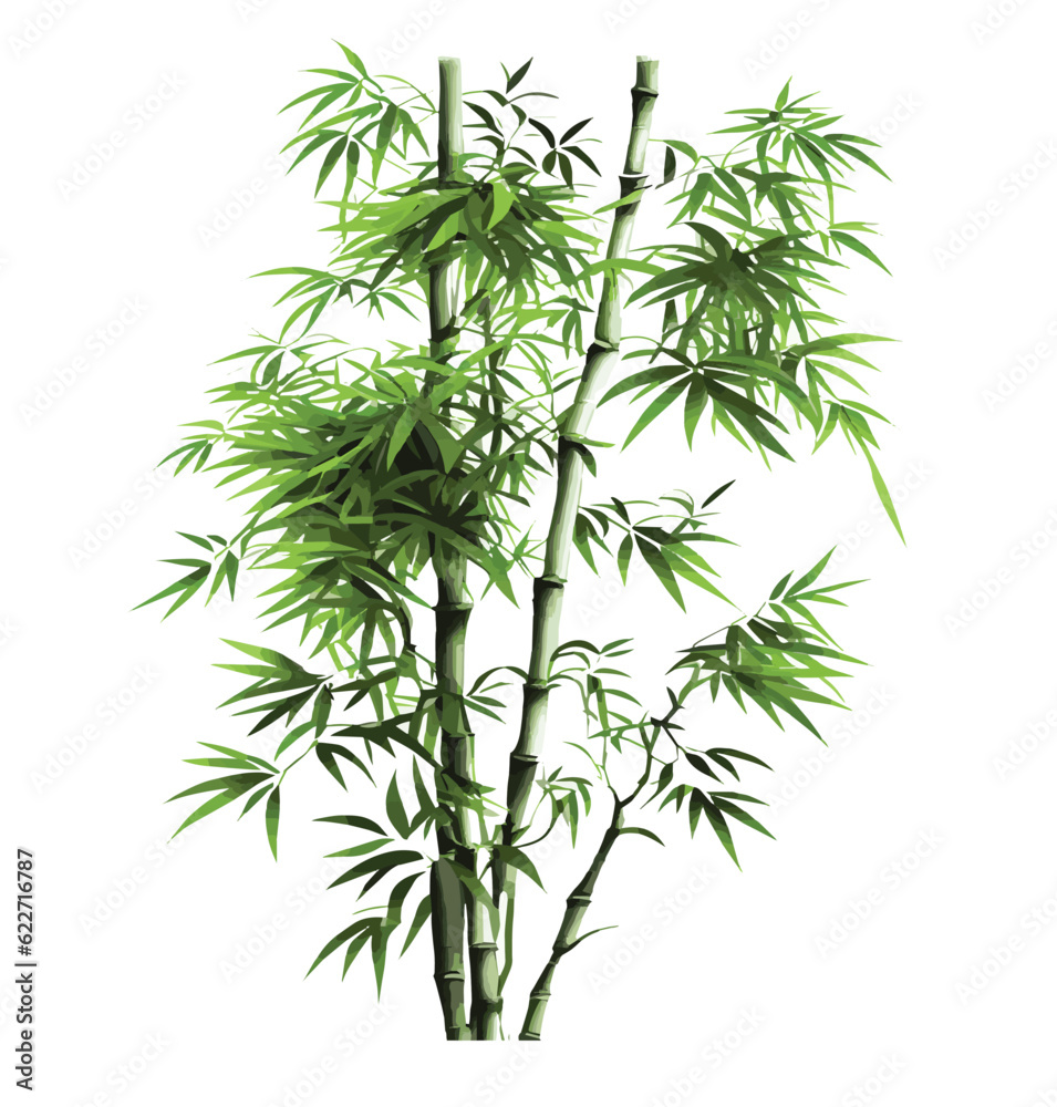 bamboo for decoration on white background