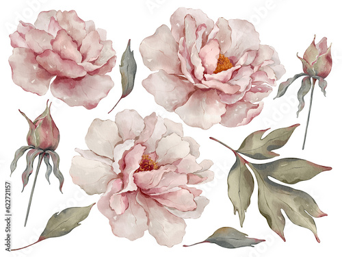 Peonies bundle in watercolor style on a transparent background. Watercolor floral illustration for your design