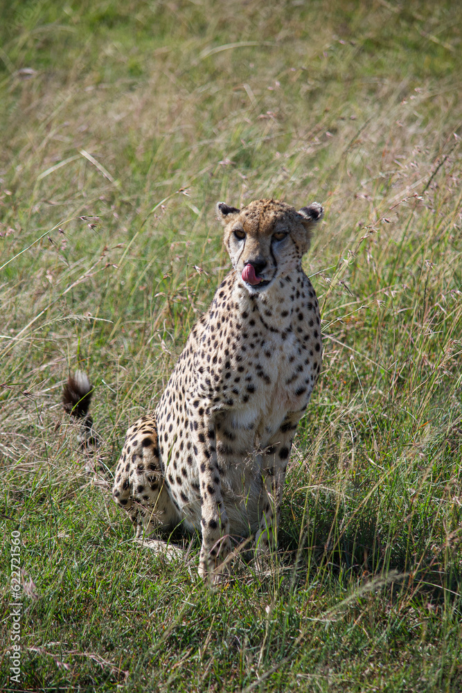 Cheetah at Masai mara national park Cheetah at Masai mara national park