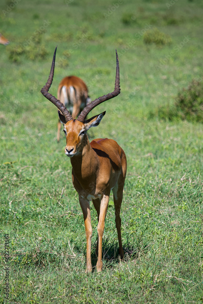 Gazelle in the wild