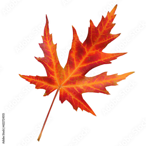 Red maple leaf isolated on transparent background.