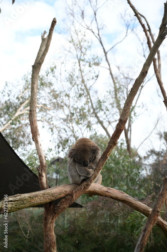 A scenery with koala