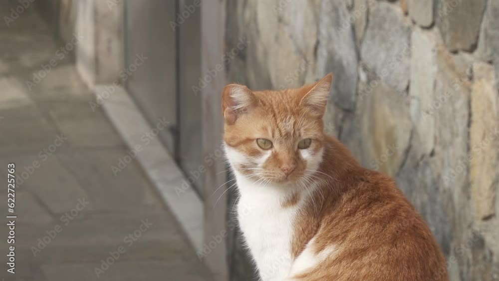 White-red cat looks back sitting on the porch White-red cat looks back sitting on the porch