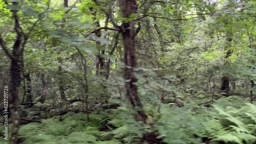 Passing through trees with the sun cutting through intermittently.  