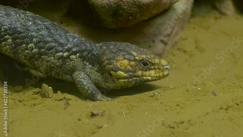 giant chain-tailed skink in a zoo aquarium photo