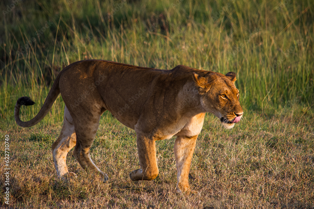 portrait of a lioness walking at masai mara
portrait of a lioness walking at masai mara