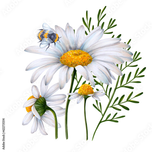 Set of daisy flowers painted in watercolor on a white background with a bumblebee sitting on the flower. Ready object for your banner  poster  infographic  postcard  invitation card.