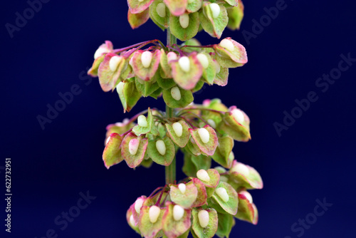 Detail of the fruits and se...