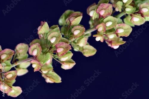 Detail of the fruits and se...