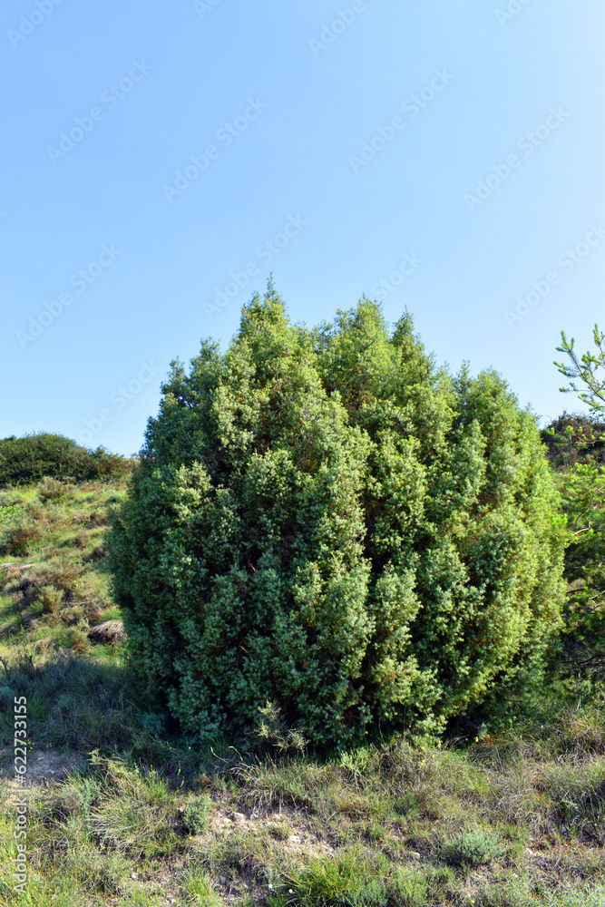Common juniper (Juniperus communis) with blue sky