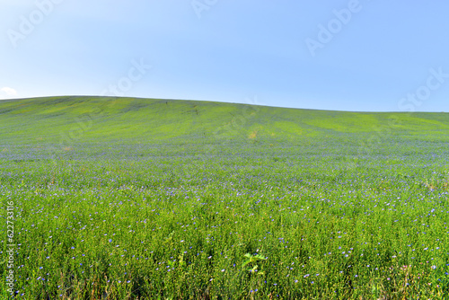 Horizontal landscape with a cultivated field of flax  Linum usit