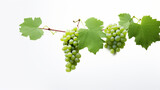 green grapes hanging on a vine between leaves and branches on a white background