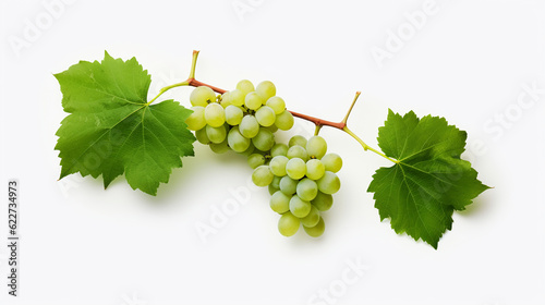 green grapes hanging on a vine between leaves and branches on a white background