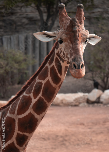 Canvas Print Giraffe